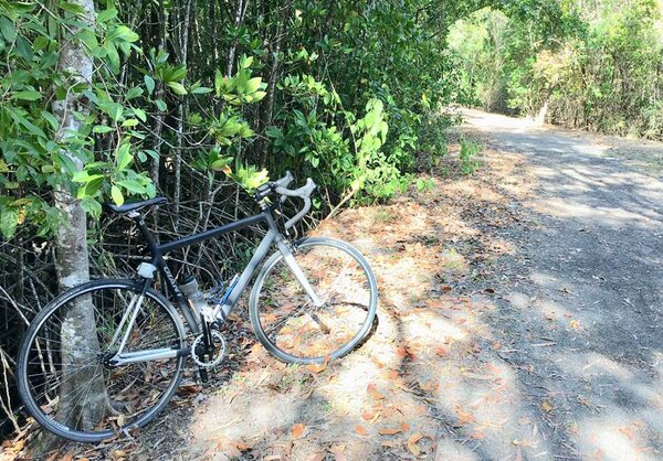 Path through mangroves.jpg