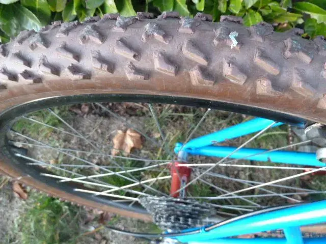 Horny Toad #2 015.webp
