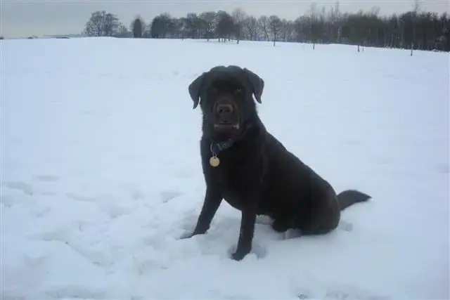 Ella and Woody in the snow Feb 2009 036 (Small).webp