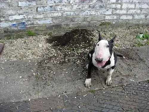 retrodog1.webp