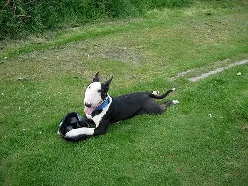 retrodog.webp