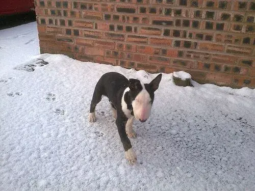 snowyretrodog.webp