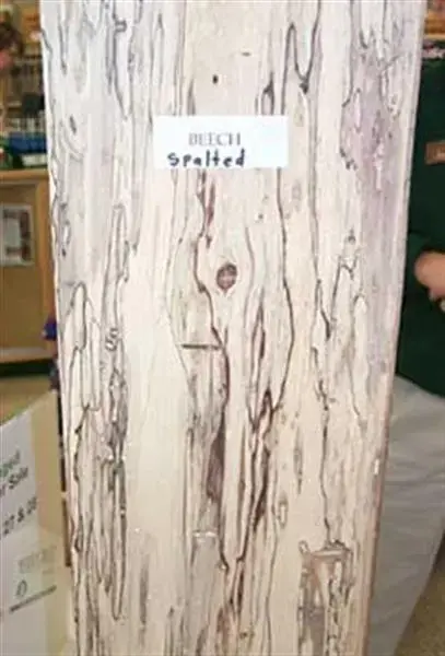 spaltedbeech (Medium).webp