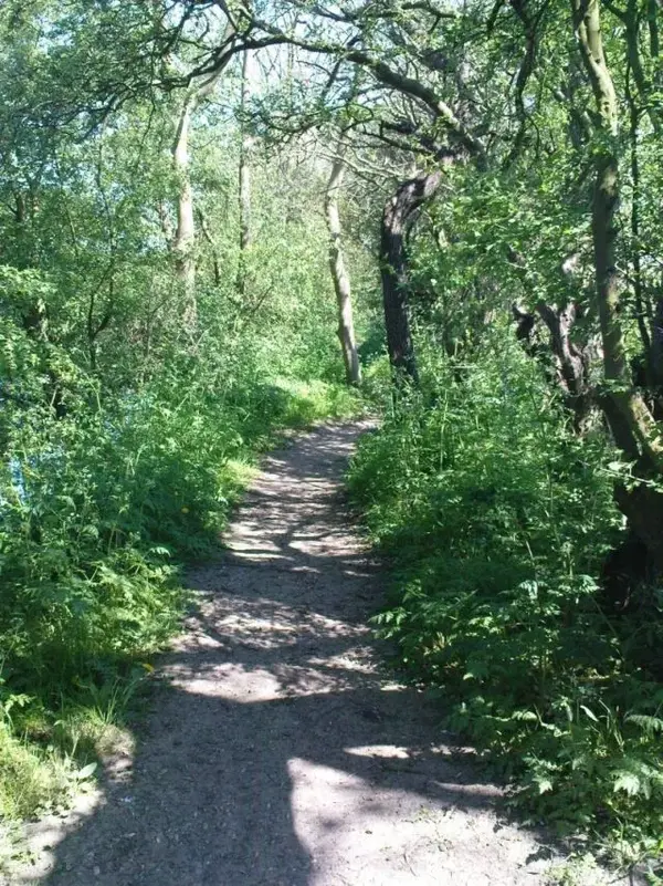 Singletrack.webp