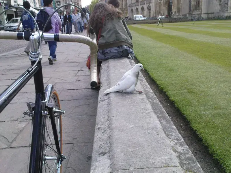 Pidgeon fancying.webp