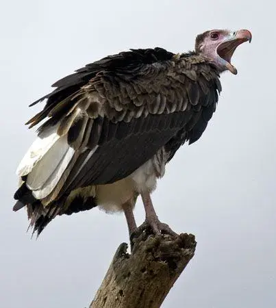 vulture4.webp
