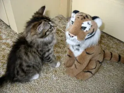 Barrie Vs Tiger.webp