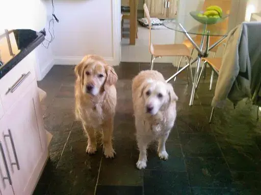 Dogs.webp