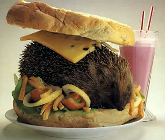 t.webp