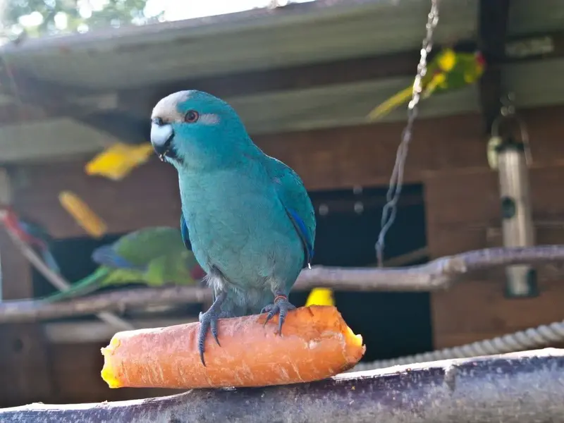 Parrot on carrot.webp