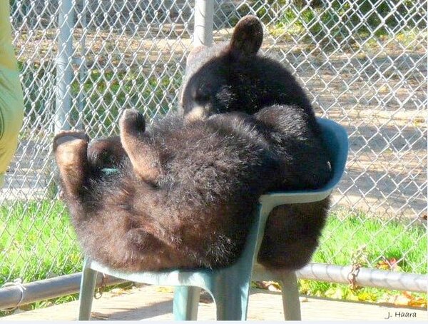 bear in chair.jpg