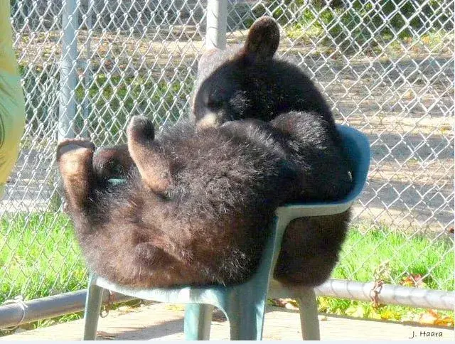 bear in chair.webp