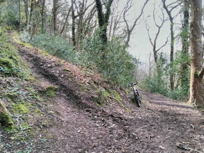 Aller_Woods_Singletrack.webp