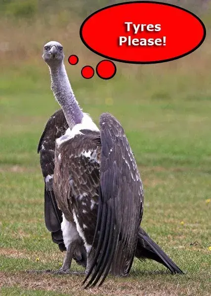 vulture.webp