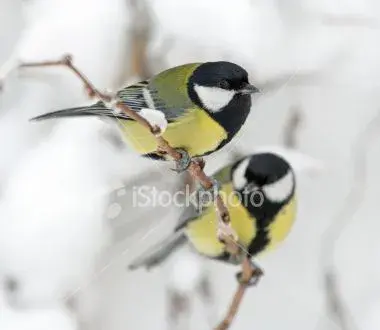 ist2_2553987-great-tits.webp