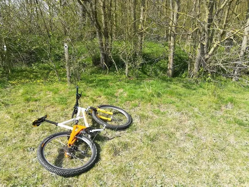 marin dh 1.webp