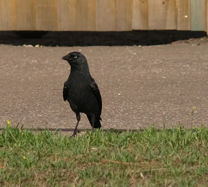 Jackdaw 1.webp