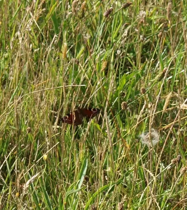 Butterfly 5.webp
