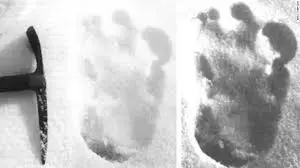 yeti.webp