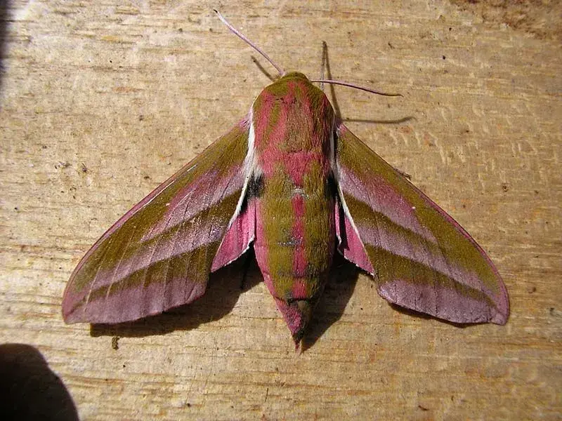 Moth1.webp