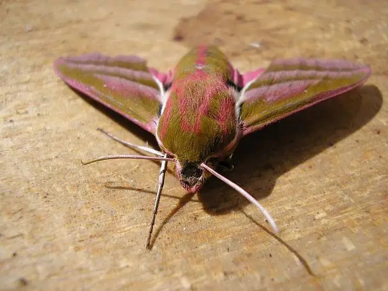 moth2.webp