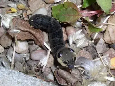 800px-Elephant_Hawk_Moth_Caterpillar.webp