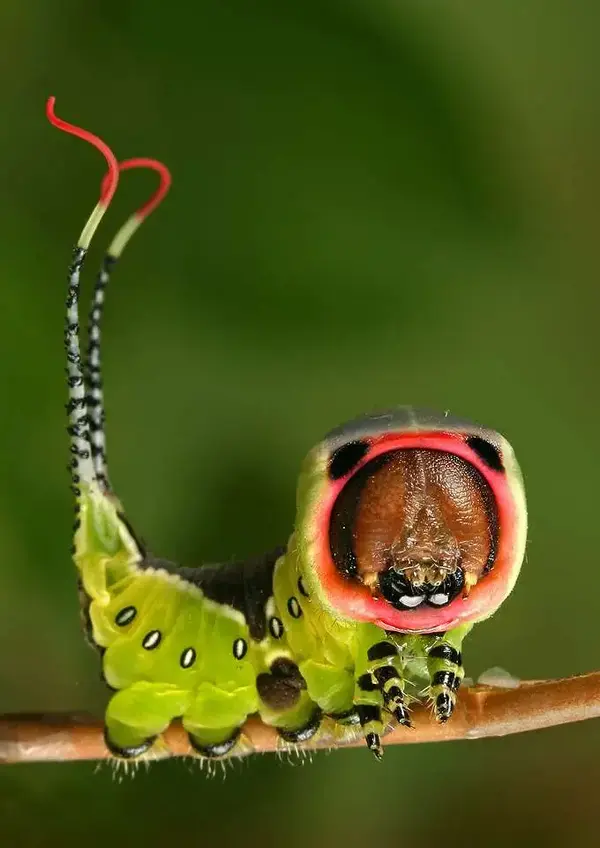 Pussmothcaterpillar.webp