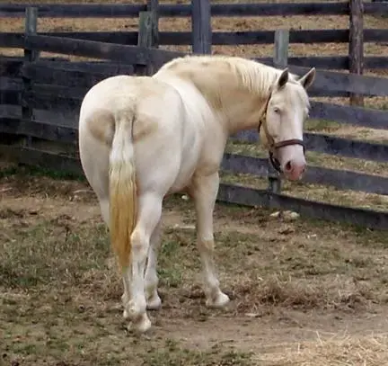 horse ass!!.webp