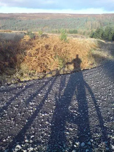 shadow play Hamsterley .webp