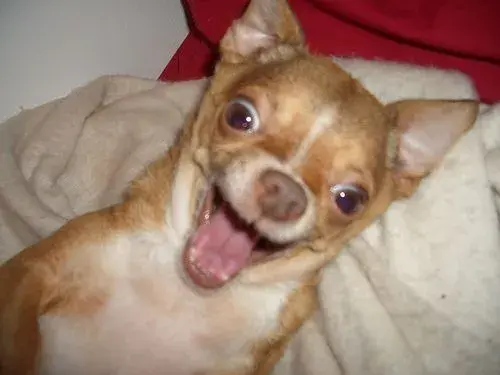 attack-chihuahua.webp