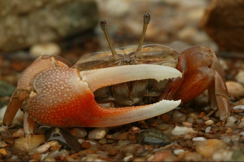 fiddler crab.JPG