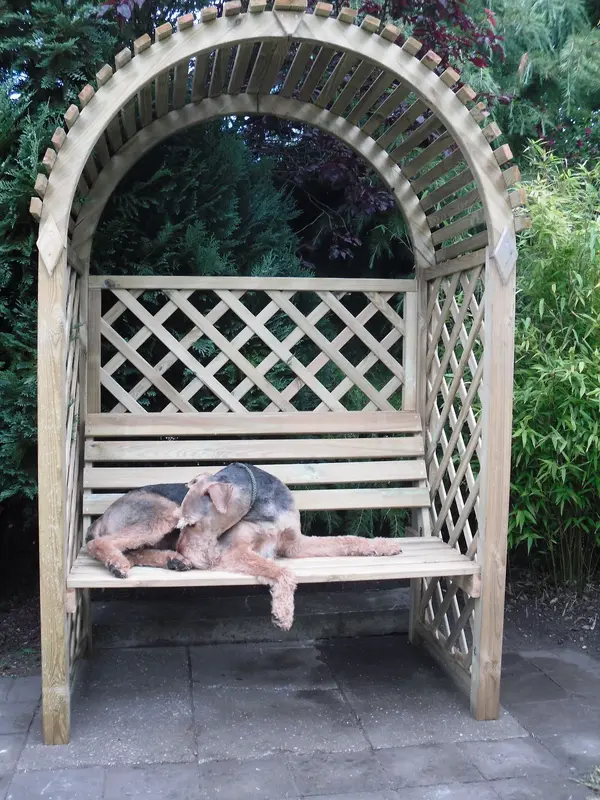 dog in a seat.JPG dog in a seat.JPG