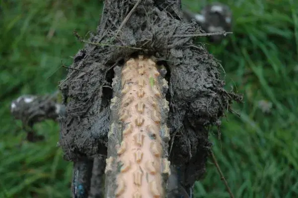 Hilt's Dirty Rear End.webp
