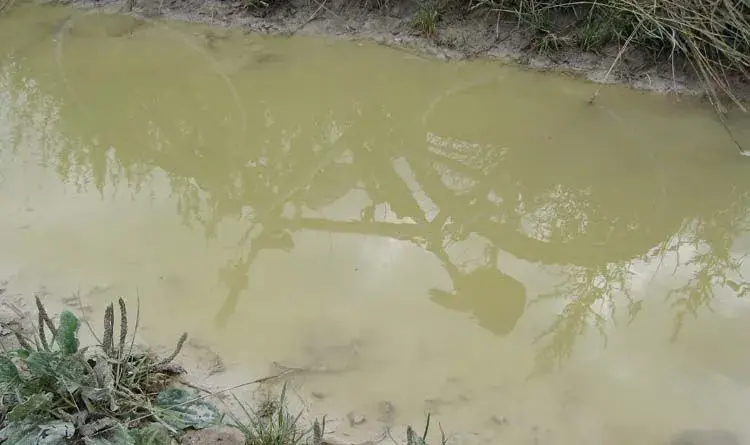 puddle.webp