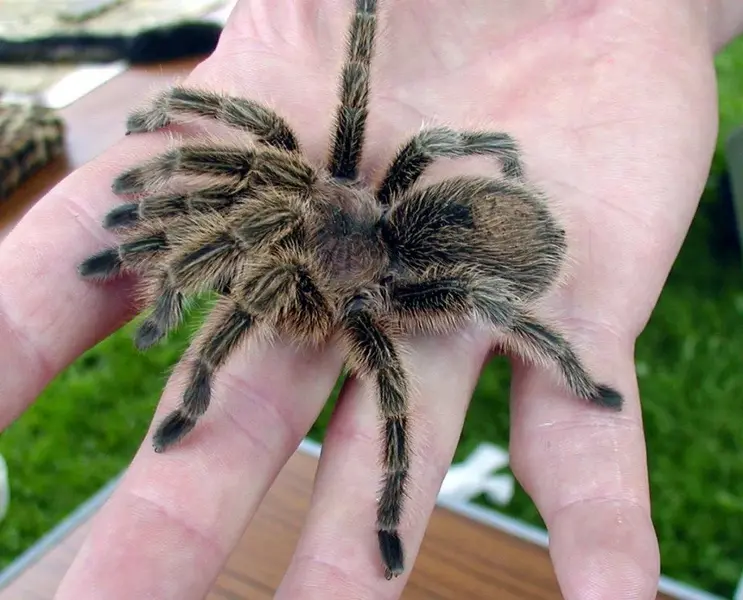 Chilean.rose.tarantula.arp [1024x768].webp