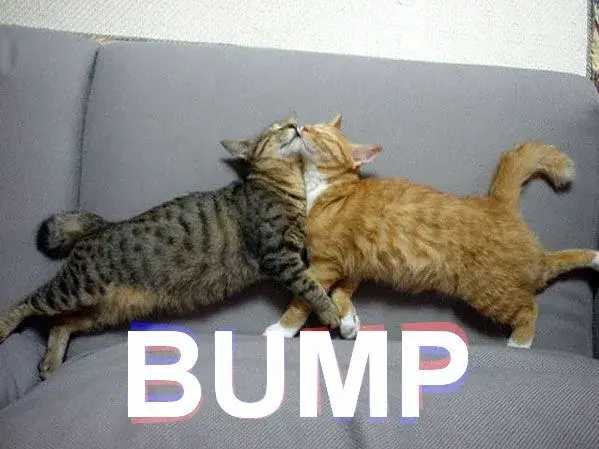 bumpcat.webp