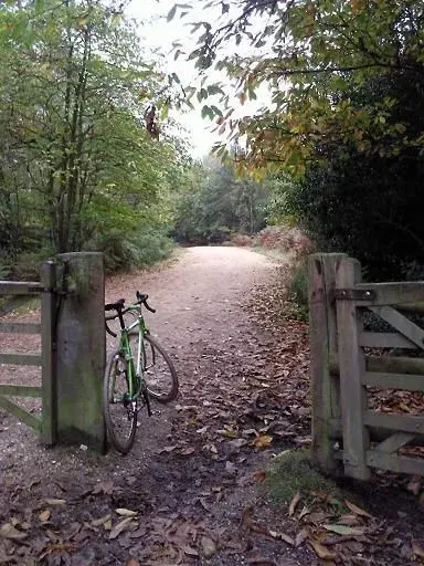 the trail home.webp