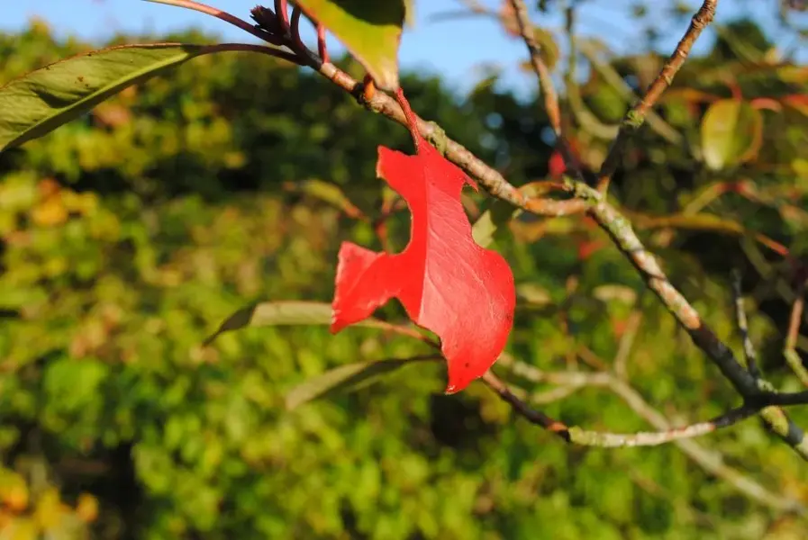 leaf it 'out.webp