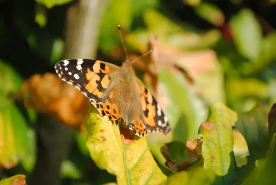 butterfly.webp
