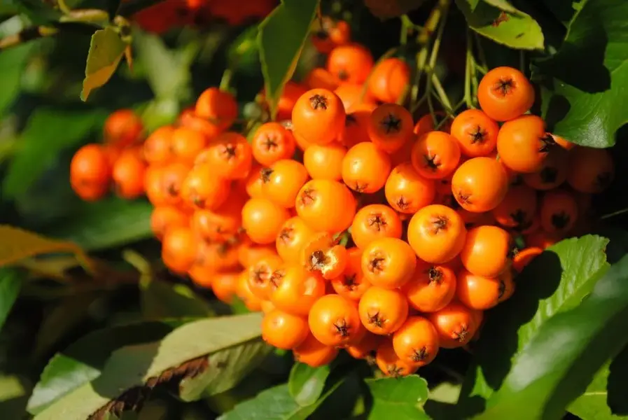 orange clockwork berry.webp