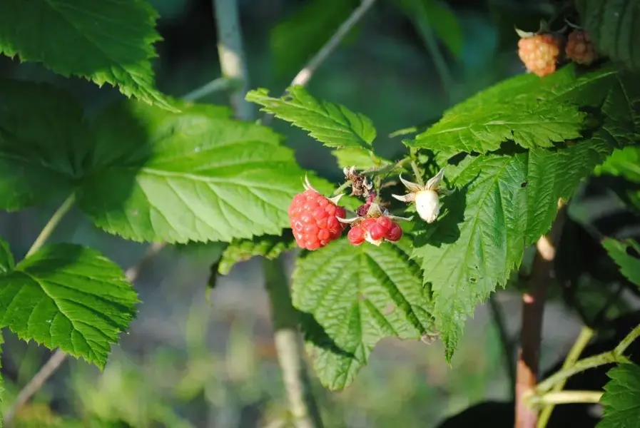 given the rasberry.webp