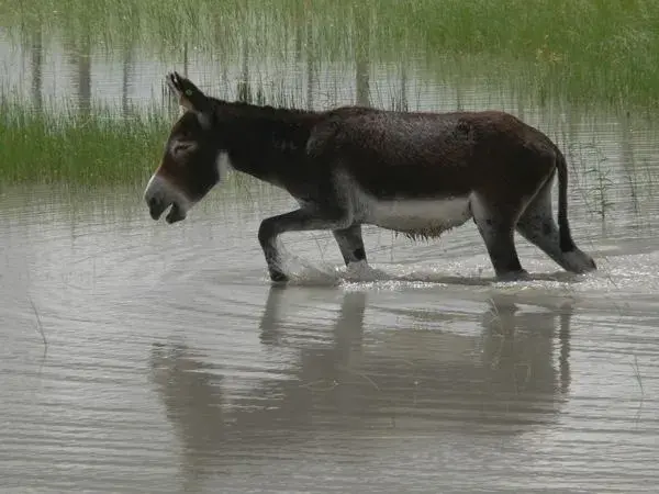 Wet_Donkey_fs.webp