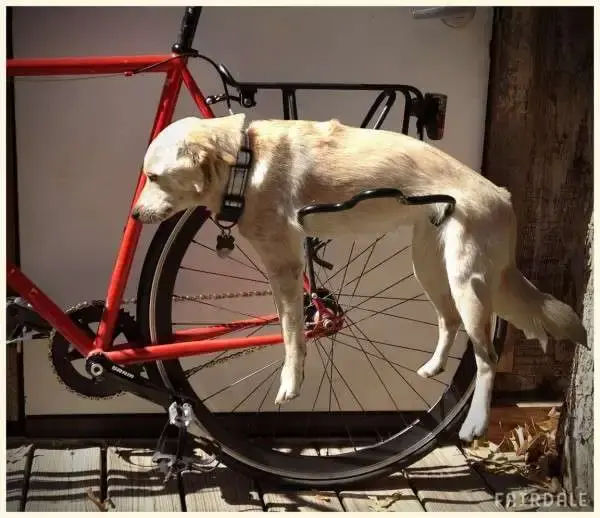 bikerack3.webp