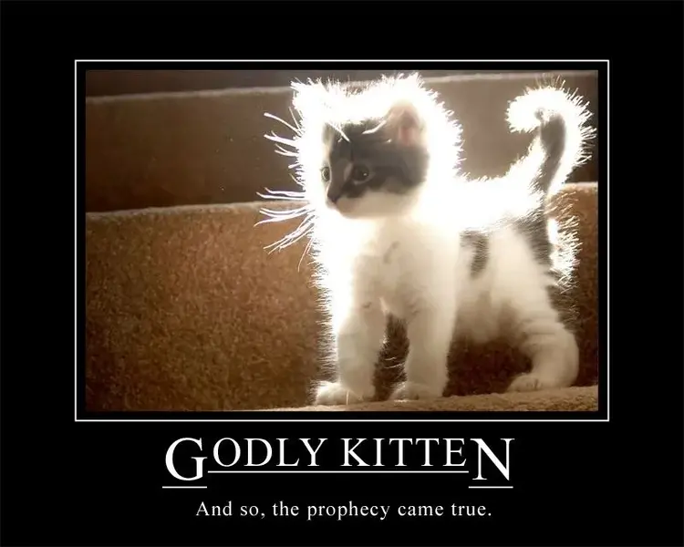 kitten.webp