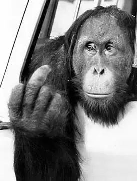 monkey.webp