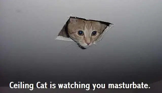 ceilingcat.webp