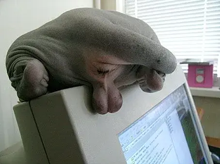 cat nuts.webp