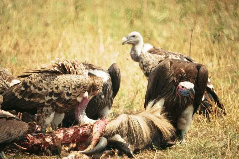 457 Vultures kill.webp