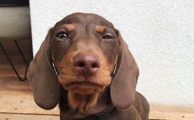 dachshund-meme.webp
