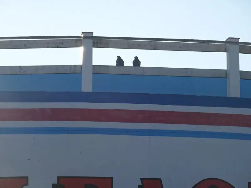 DSC00677.webp